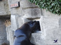 Tiergarten Schönbrunn am 27.01.2026